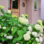 カワセミ珈琲店 - 