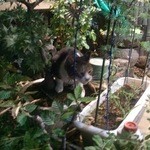 幸寿司 - 毛並みのいい にゃり