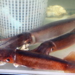 一花亭たびじ - いけす