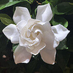 大元 - 八重の開き方に再現性が無いのもクチナシの面白いところ