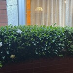 大元 - ツツジみたいにベタベタ咲かないのがクチナシの奥ゆかしさ^_^