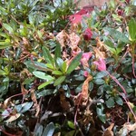 大元 - 五月は完全に終了した