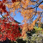 茶室 真和亭 - 紅葉真っ盛り！
      200本以上のモミジと苔庭を堪能しました