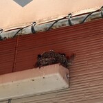 江ちゃんラーメン - 燕の巣です。親鳥が行ったり来たりでした。頑張れ燕！