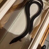 にょろ助 銀座 - 