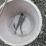 金太郎自然園 - やまめといわな