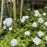 鎌倉 北じま - お庭の紫陽花もあと少しです見頃！