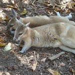 Sheraton Mirage Port Douglas Resort - 動物園のカンガルー