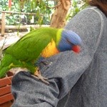 Sheraton Mirage Port Douglas Resort - 娘の腕にのった鳥