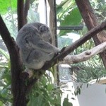Sheraton Mirage Port Douglas Resort - 動物園のコアラ