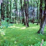 野点庵 - 店舗北側の雑木林です。目が癒されます。