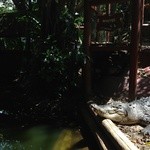 The canopy grill - グリーン島のワニ園