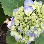 喫茶tton - 紫陽花もそろそろ終わりですね