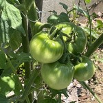 インデアンレストラン  ニューミラ - 