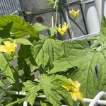 インデアンレストラン  ニューミラ - 