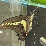 インデアンレストラン  ニューミラ - 