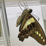 インデアンレストラン  ニューミラ - 次々と羽化するアゲハ達^_^