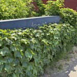 エグ・ヴィヴ - 