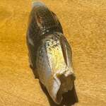 寿し おおはた - 