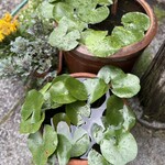 まるさんかくしかく - 