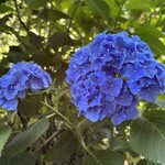 うなぎ専門店 うな菊 - 明月院の「紫陽花」