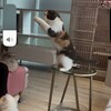 横浜 元町 中華街 猫カフェ 猫ちゃんといっしょ