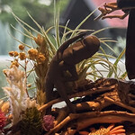 プレゼンテ スギ - シェフからの最初の贈り物〜定点 トマト飴 の台拡大