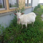 ウノカフェ - 草をはみながら警備の任務中