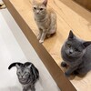 Cat Café MOFF イオンモールナゴヤドーム前店
