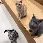 Cat Café MOFF イオンモールナゴヤドーム前店 - ニャンコ達