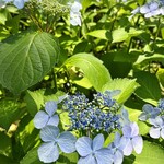 旧三井家下鴨別邸 - 