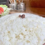 キャラウェイ - 炊きたて！