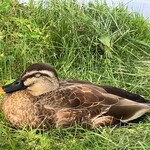 Karuizawa Burger Company