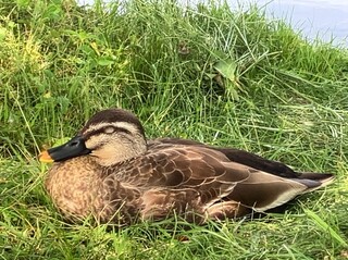 Karuizawa Burger Company