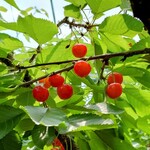 オウ ショウ カフェ - 