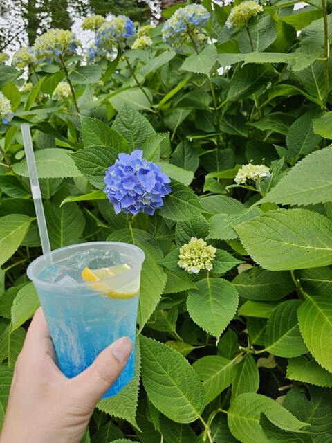 あじさいカフェ - 男鹿市その他（カフェ）の写真