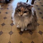 猫喫茶 ネコブ - 