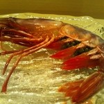 江草 - ブドウエビ。今は幻でもないらしい　笑