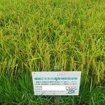 まったく食べログと関係ないですが、私が作付している、環境こだわりコシヒカリです。