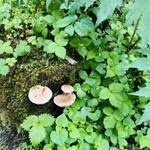 ミカドコーヒー - 軽井沢の森にキノコ生えてた^_^