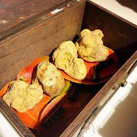 マルゴット エ バッチャーレ - 