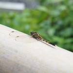 和・カフェ 蛍茶園 - 