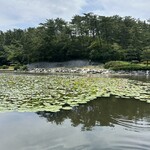 国民宿舎　鵜の岬 - 鵜の岬の敷地内の睡蓮