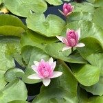 国民宿舎　鵜の岬 - 睡蓮