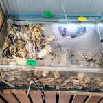 はまさき村 - 活いけす（2）