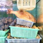 はまさき村 - 活いけす（3）