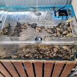 はまさき村 - 活いけす（1）