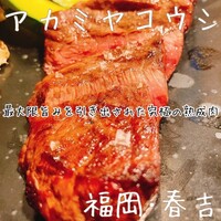 アカミヤコウシ - 