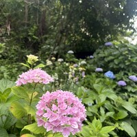 北鎌倉 紫−ゆかり− - 