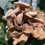 大元 - 黄泉の国のイザナミ化したクチナシ